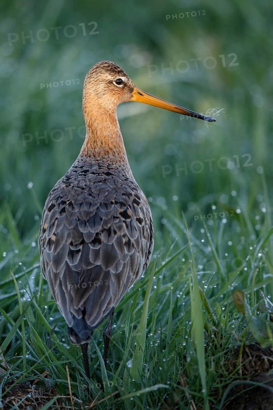 Black-tailed Godwit (Limosa limosa), Netherlands