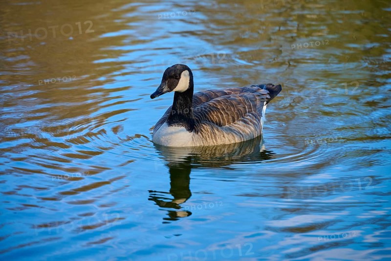 A single Canada goose swimming on a calm lake, Canada goose (Branta canadensis), Amorbach, Odenwald, Bavaria, Germany