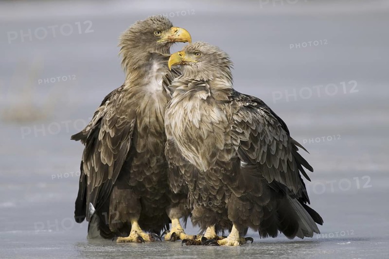 White-tailed Eagle (Haliaeetus albicilla), Mecklenburg-Western Pomerania, Germany