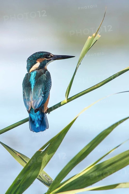 Kingfisher (Alcedo atthis), perched on a branch, Galicia, Spain
