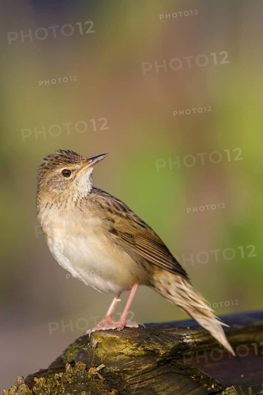Common Grasshopper Warbler (Locustella naevia), Germany