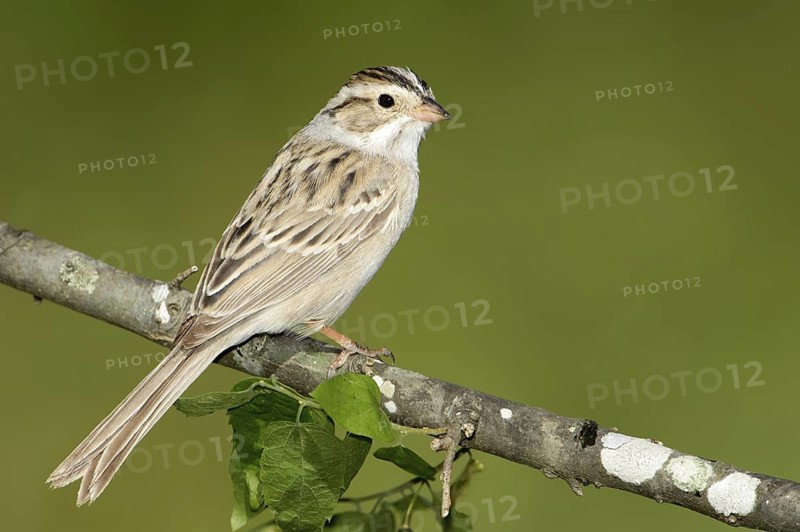 Clay-colored Sparrow (Spizella pallida), Texas, USA