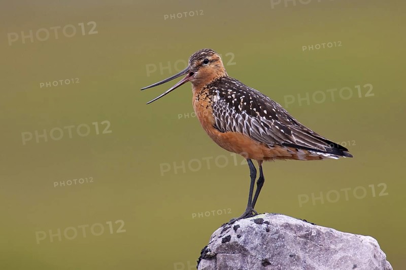 Bar-tailed Godwit (Limosa lapponica) male calling, Finnmark, Norway