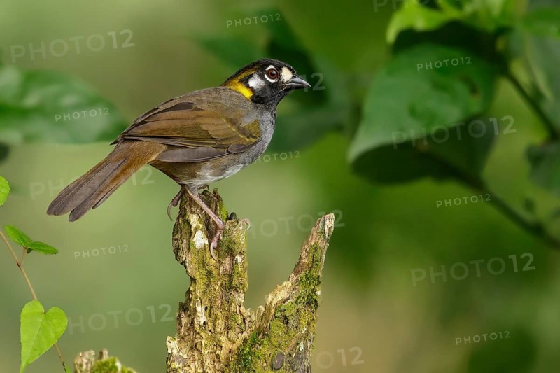 White-eared Ground-sparrow (Melozone leucotis) perched on a branch near San Jose, Costa Rica