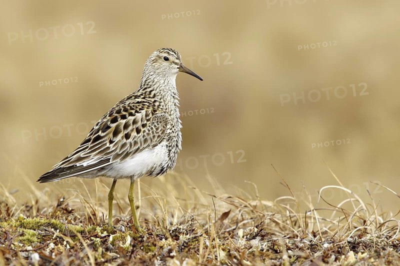 Pectoral Sandpiper (Calidris melanotos), Texas, USA