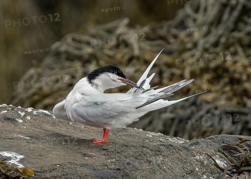 Roseate Tern (Sterna dougallii) preening, Scotland, United Kingdom