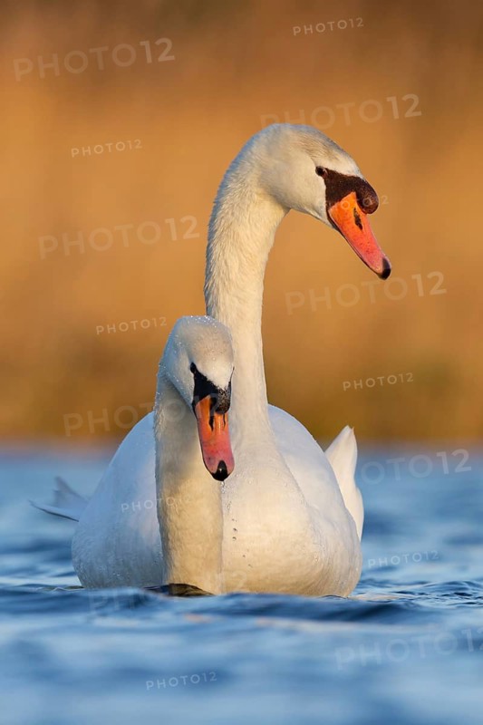 Mute Swan (Cygnus olor) pair courting, Utrecht, Netherlands