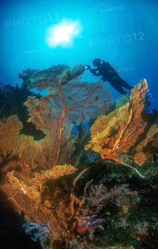 Backlit photograph of diver looking at illuminated fan coral (Annella mollis) (Subergorgia mollis) with open polyps while scuba diving in intact healthy colourful coral reef, in the background sun shining through sea surface, water surface, Andamen Sea, Similan Islands, Thailand