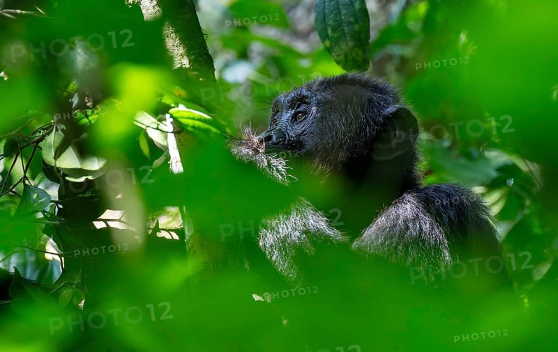 Chimpanzee (Pan Troglodytes), adult male in a tree between leaves, Murchison Falls National Park, Uganda