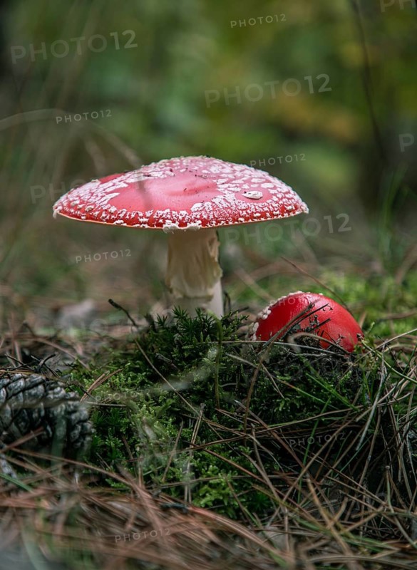 Two toadstools in the forest, surrounded by moss and needles