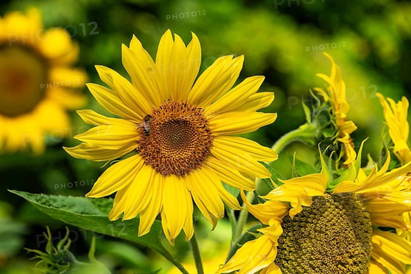 A honey bee (Apis mellifera) sits on a bright yellow flowering sunflower (Helianthus annuus) in front of a blurred green background, Germany
