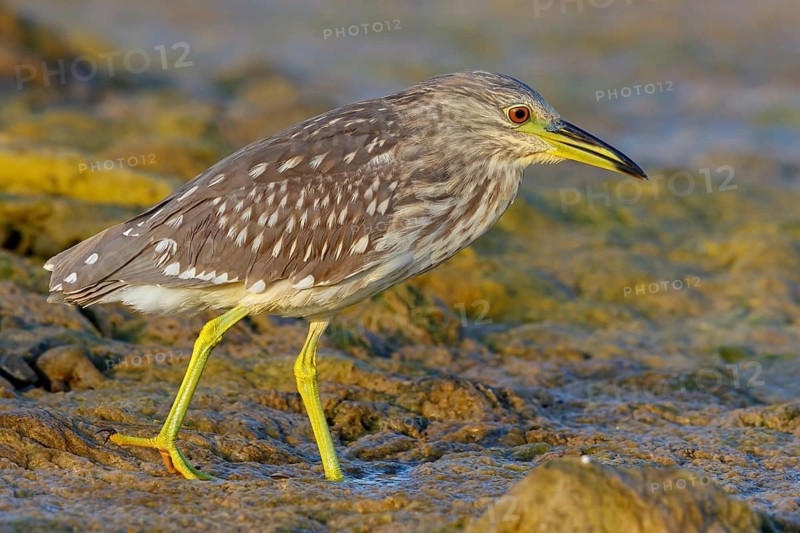 Black-crowned Night Heron, Night Heron, Black-crowned Night-Heron, Nycticorax nycticorax, Bihoreau gris, Héron bihoreau, Martinete Común Muscat, Quarayyat, Muscat, Oman