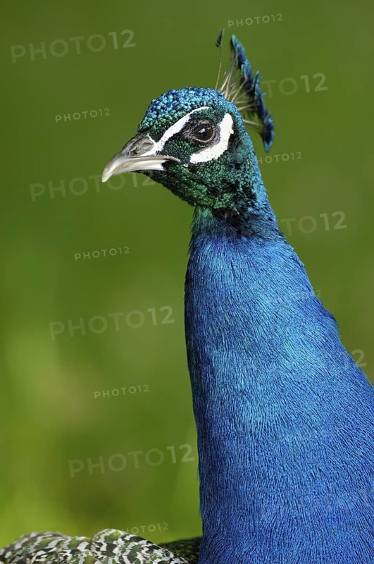 Blauer Pfau (Pavo cristatus), Maennchen, Portrait, Juni, Zoo, Nordrhein-Westfalen, Deutschland