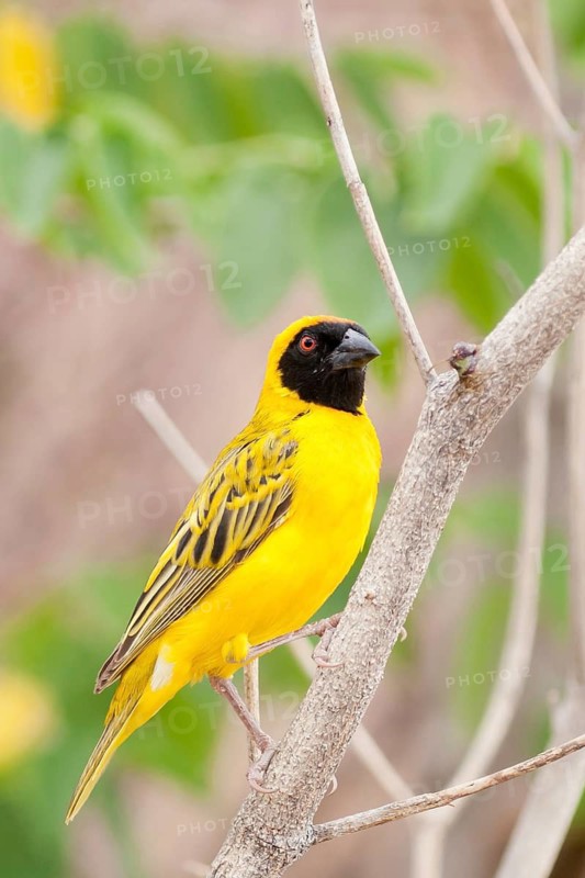 Southern Masked Weaver (Ploceus velatus) male, Namibia