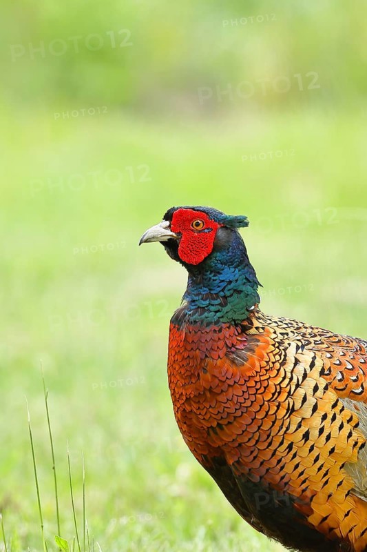Pheasant, hunting pheasant (Phasianus colchicus), adult male bird in a meadow, animal portrait, wildlife, Lembruch, Ochsen Moor, Dümmer nature park Park, Lower Saxony, Germany