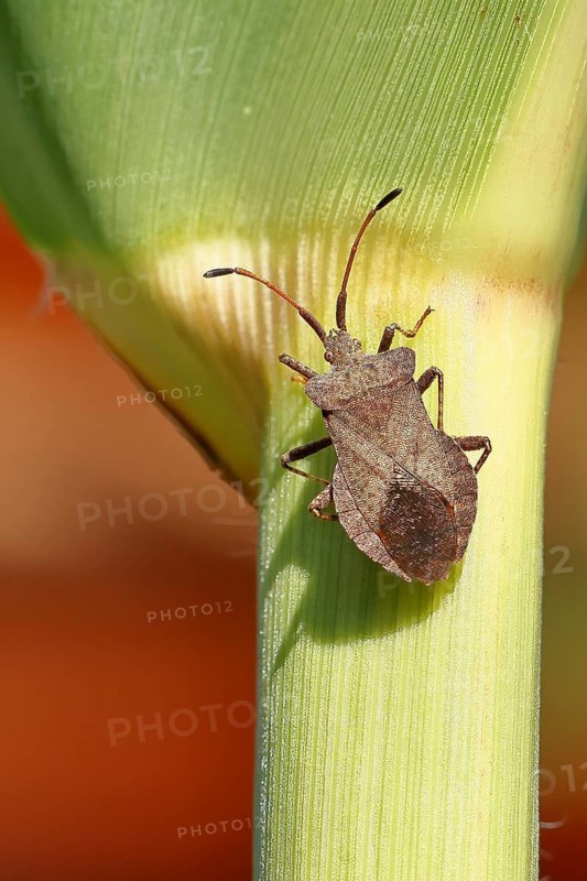Leather bug (Coreus marginatus), on a maize plant (Zea mays), Wilnsdorf, North Rhine-Westphalia, Germany