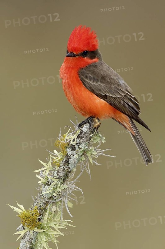 Vermilion Flycatcher (Pyrocephalus rubinus), Texas, USA