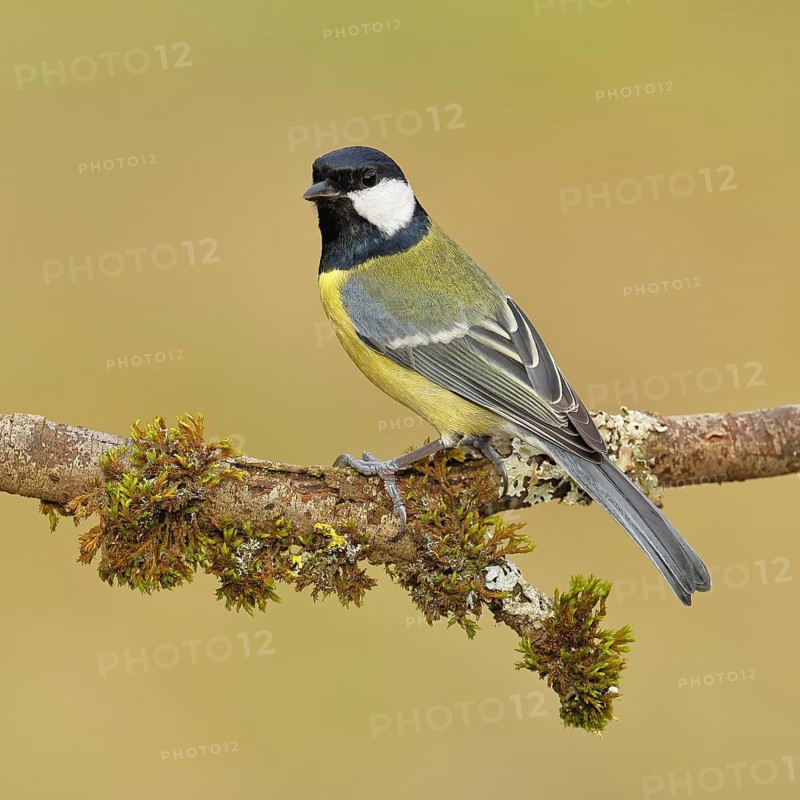 Great Tit (Parus major), sitting on a branch overgrown with moss and lichen, Wildlife, Animals, Birds, Tits, Wilnsdorf, North Rhine-Westphalia, Germany