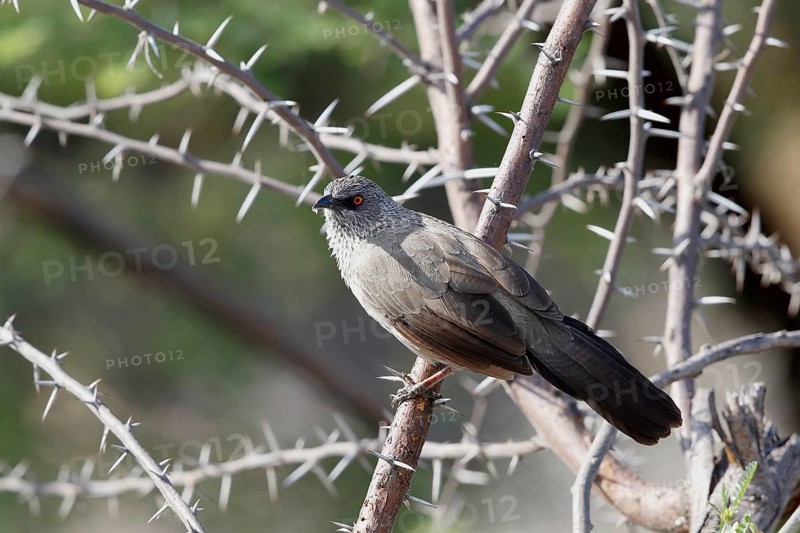 Arrow-marked Babbler (Turdoides jardineii), Chobe, Botswana