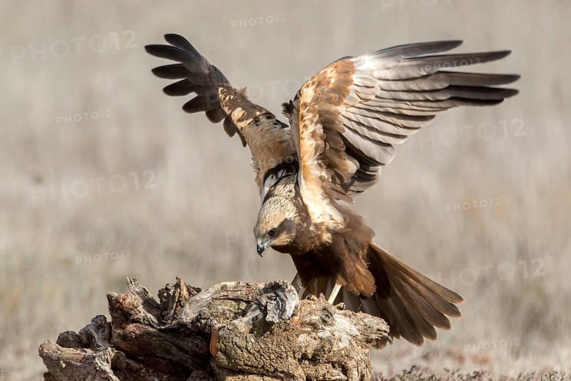 Western Marsh Harrier (Circus aeruginosus) female perched on a stump, Castile-La Mancha, Spain