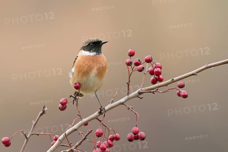 European Stonechat (Saxicola rubicola) male perched on a twig, Rimini, Italy