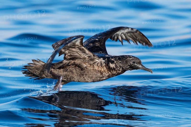 Sooty Shearwater (Ardenna grisea) flying, Eilat, Israel