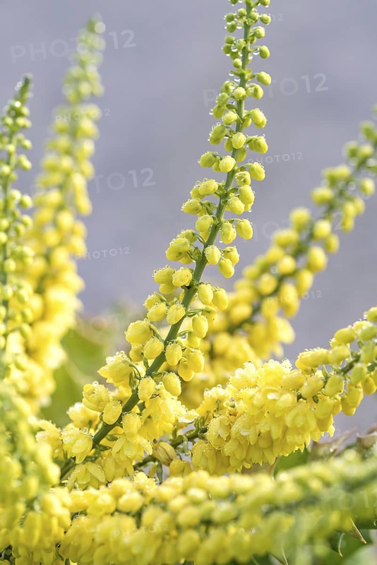 Mahonia (Mahonia × media 'Winter Sun'), Artmeyer Pflanzenforum, Germany