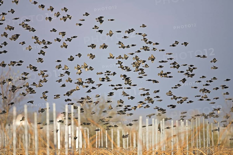 Common Starling (Sturnus vulgaris) flying, Rhineland-Palatinate, Germany