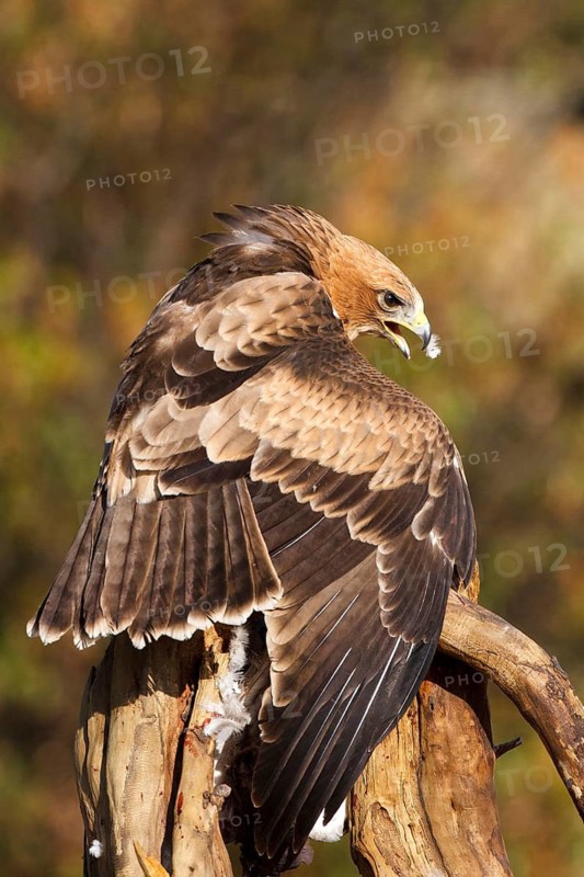 Booted Eagle (Hieraaetus pennatus) juvenile, Castile and Leon, Spain
