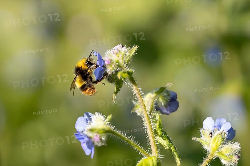 Early bumblebee (Bombus pratorum) adult bee insect feeding on a garden Green alkanet flower in summer, England, United Kingdom