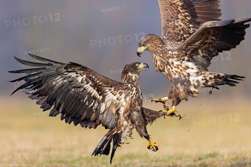 Two fighting sea eagles fighting over their prey, (Haliaeetus albicilla), Haliaaetus albicilla, animals, birds, birds of prey, centrapoles, Kutno, Lodz, Poland