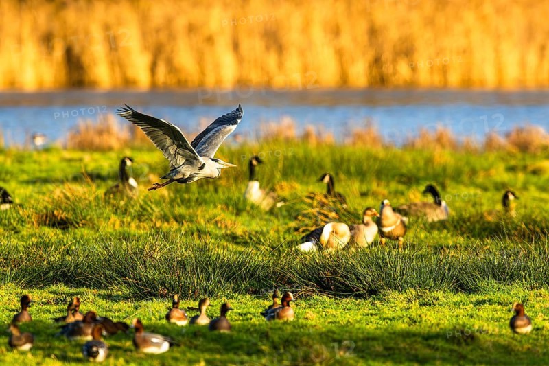 Grey Heron, Ardea cinerea, bird in winter on marshes in winter soft morning light