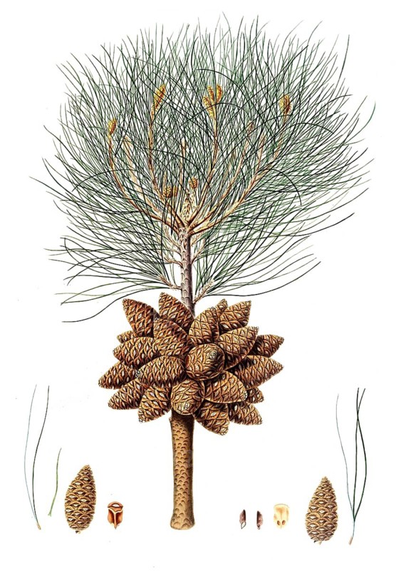 Pinus brutia, Eastern Mediterranean pine, Pinus brutia, Turkish pine and Calabrian pine, tree, digitally enhanced reproduction of an original by Aylmer Bourke Lambert (1761 - 1842), English botanist, published around 1810
