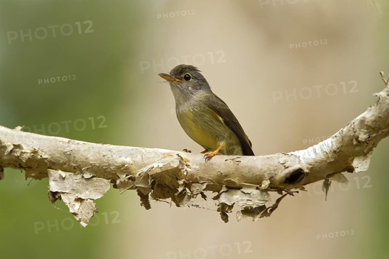 Yellow-legged Flyrobin (Microeca griseoceps), Queensland, Australia