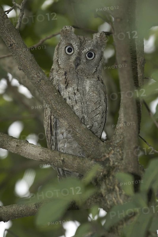 Eurasian Scops Owl (Otus scops), Rhineland-Palatinate, Germany