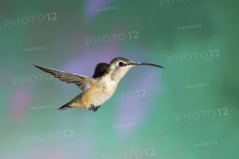 Lucifer Sheartail Calothorax lucifer Hereford, Arizona, United States 22 August Adult Female Trochilidae