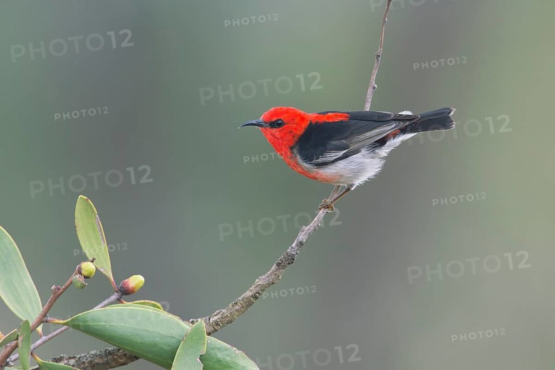 Scarlet Myzomela (Myzomela sanguinolenta) male, Queensland, Australia