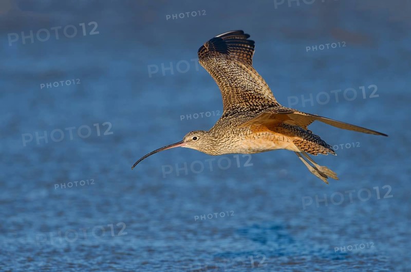 Long-billed Curlew (Numenius americanus) - Morro Bay, California