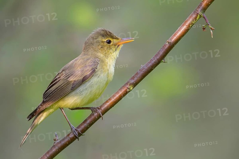 Icterine Warbler, Hippolais icterina, HypolaÔs ictÈrine, Zarcero Icterino, Kreis Worms, Worms, Rhineland-Palatinate, Germany