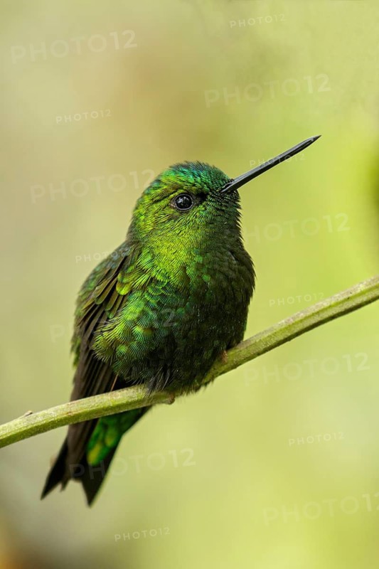Black-thighed Puffleg (Eriocnemis derbyi) perched on a branch in the Andes Mountains of Colombia