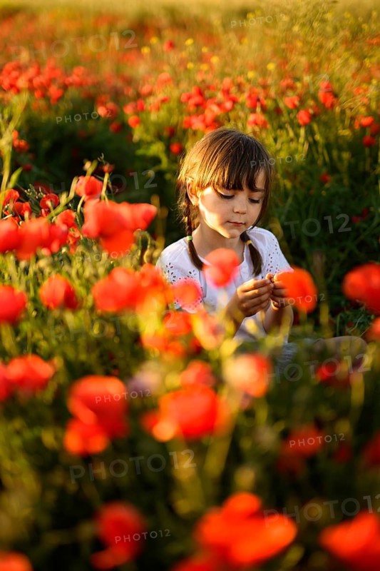 A young girl, bathed in golden sunlight, delicately examines red poppies in a vibrant field, capturing a moment of innocent exploration. She is surrounded by the rich colors of Papaver rhoeas, known also as common poppy or red poppy