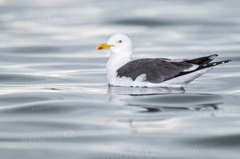 Lesser Black-backed Gull (Larus fuscus), Iceland