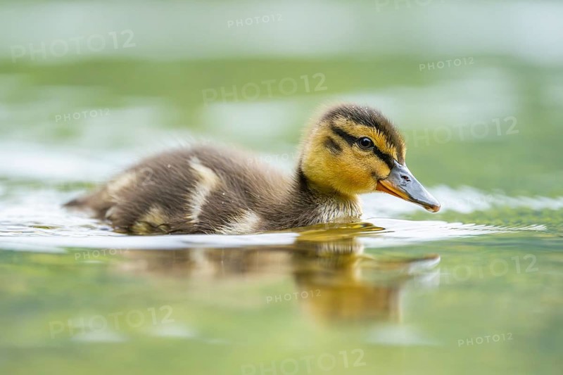 Wild duck (Anas platyrhynchos) chick swimming on a lake, Bavaria, Germany