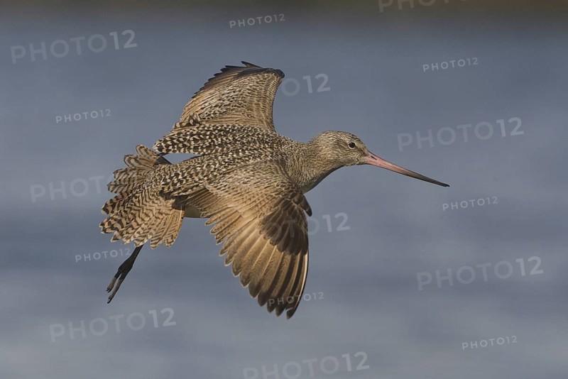 Marbled Godwit (Limosa fedoa) flying, Washington, USA