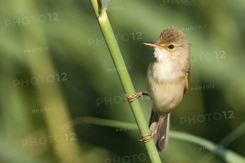 Marsh Warbler (Acrocephalus palustris), Baden-Wuerttemberg, Germany