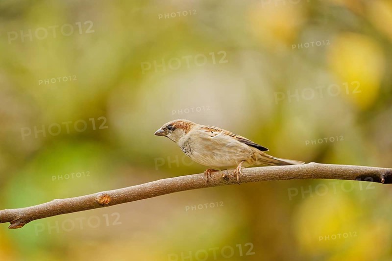 Male house sparrow (Passer domesticus) perched on a thin branch, natural autumn background with soft light and shallow depth of field, Germany
