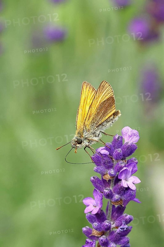 Large skipper (Ochlodes venatus), collecting nectar from a flower of Common lavender (Lavandula angustifolia), close-up, macro photograph, Wilnsdorf, North Rhine-Westphalia, Germany