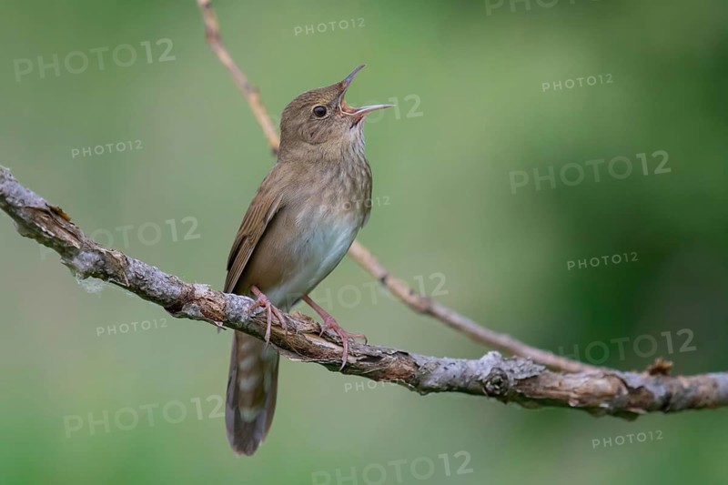 River Warbler (Locustella fluviatilis) singing, Brandenburg, Germany