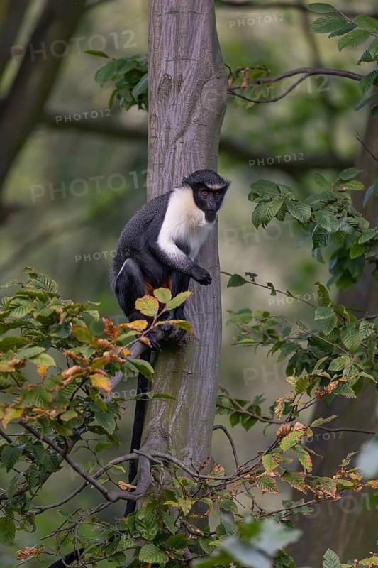 One adult Diana monkey (Cercopithecus diana) sitting on a branch of a tree looking around. A forest in the background