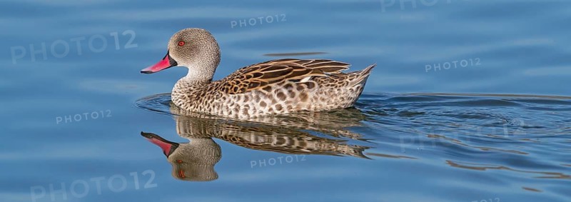 Cape teal (Anas capensis), Cape Teal, Canard du Cap, Cerceta de El Cabo, False Bay Nature Reserve / Strandfontein Sewage Works, Cape Town, Western Cape, South Africa